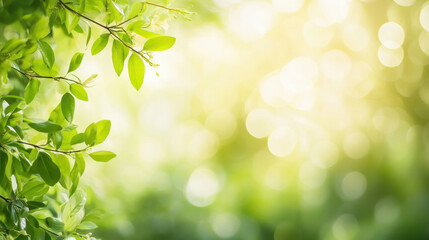 Green nature bokeh background with the tree in the park for graphic design or wallpaper.