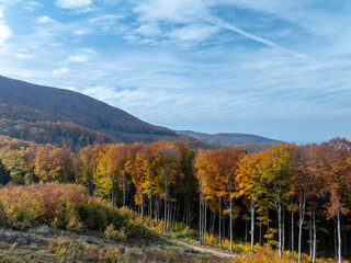 Forest landscape in autumn, with trees displaying vibrant shades of green, yellow, and orange. The leaves create a warm, colorful ceiling as sunlight filters through.