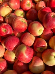 Red apples in the sun