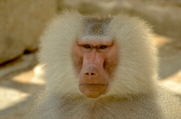 Obraz premium portrait of baboon