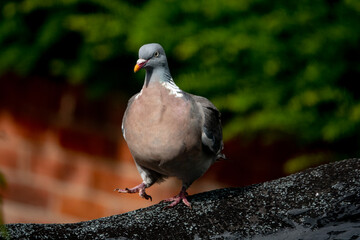 Pigeon strutting along a wall