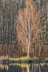 Poznań, Cybina river valley, nature protected area, trees surrounding the river in autumn colors...