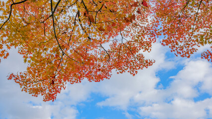 秋の紅葉と青空のコントラスト