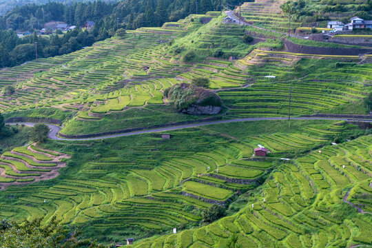 三重県熊野市の丸山千枚田の美しい棚田風景