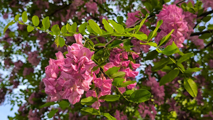 blooming purple acacia tree in spring