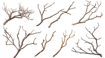 Obraz premium A set of dry branches isolated on a white background