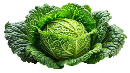 Fototapeta premium cabbage isolated on white