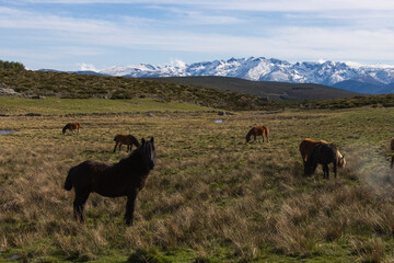 A group of semi-wild horses grazes peacefully in a mountain meadow, one of them looking at me, with snow-capped peaks in the background. We are in the Central System of Spain, Sierra de Gredos.