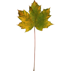 A vibrant maple leaf showcasing autumn colors, emphasizing nature's beauty.