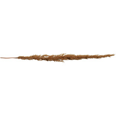 A long, slender dried plant stem with feathery texture, often used in decor or floral arrangements.
