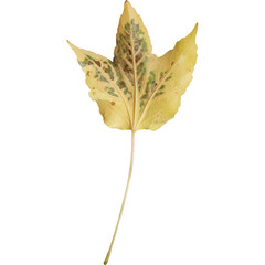 A yellow leaf with green markings, showcasing nature's beauty and seasonal change.