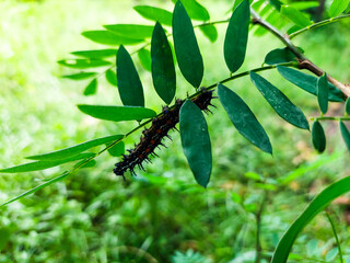 Black caterpillars are eating leaves on the bushes