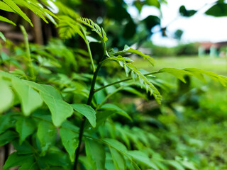 Fototapeta premium Fresh green plants Koropelik or also known as curry leaves growing in the garden