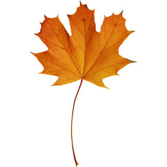 A vibrant orange maple leaf against a plain background, showcasing autumn's beauty and natural colors.