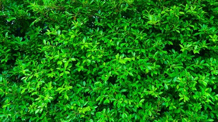 green leaves background