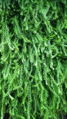 fern leaf background