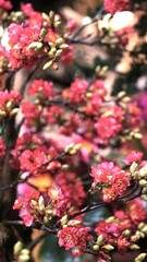 flowers in a dark space