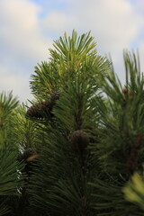 pine branches against sky