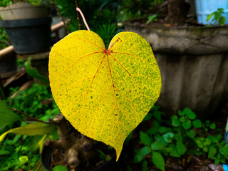Waru leaves are heart-shaped and naturally yellow