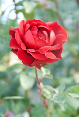 red rose in garden