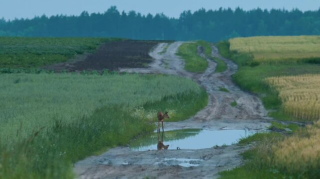 Wild roe deer on dirt road on agricultural fields. Wild roe came to drink water from rain puddle