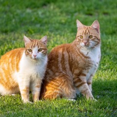 orange and white tabby cats, AI generated