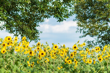 ひまわりと青空の風景