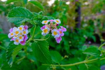 ランタナの花が彩る庭