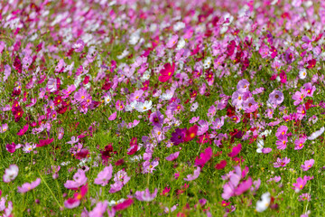 コスモス畑の秋の風景
