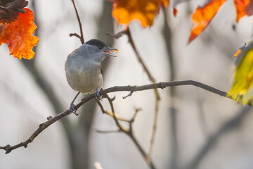 Una capinera (Sylvia atricapilla) appollaiata su un ramo gusta il sapore della polpa di un pezzo di cachi.