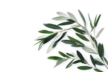  Olive branch with fresh green leaves