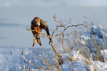 Un nibbio reale (Milvus milvus) appollaiato su un ramo mentre si pulisce le piume con il becco.