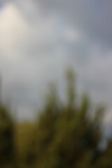A blurry dreamy view of pine branches against sky