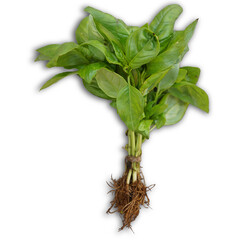A bunch of fresh green basil with roots, commonly used in cooking and garnishing.