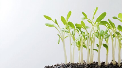 Green seedlings growing in soil against a white background, indicating new plant growth, germination, and the concept of starting anew or gardening.