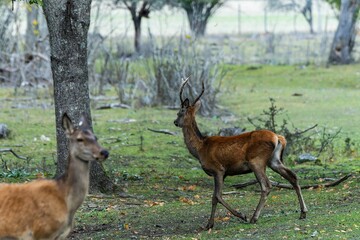 Red deer walking near tree in the background of a blurred deer standing on grassland in Sweden