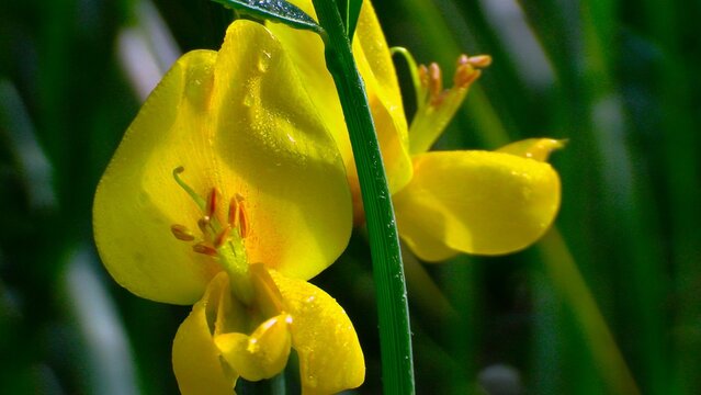 Closeup of spartium junceum flower illuminated by morning light against blur, green background