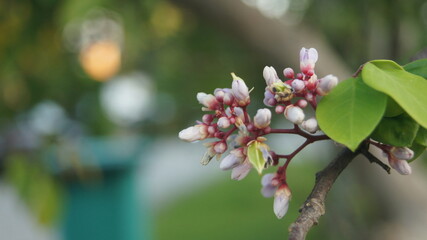 White flowers