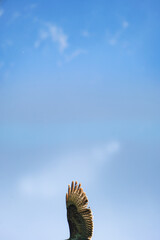 The wing of a Buzzard (Buteo buteo), North Rhine-Westphalia, Germany
