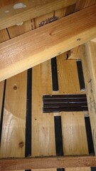 722)japanese yellow hornet's nest in the attic(Photo taken at 23:35 on october 2, 2015)