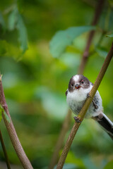 Baby Long-tailed Tit (Aegithalos caudatus) looking shocked with an open mouth North Rhine-Westphalia, Germany