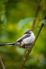 Baby Long-tailed Tit (Aegithalos caudatus) pooping while standing on a branch, North Rhine-Westphalia, Germany