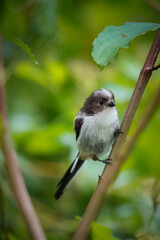 Baby Long-tailed Tit (Aegithalos caudatus) looking innocent with green leaf background, North Rhine-Westphalia, Germany