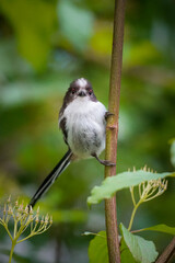 Brown Long-tailed Tit (Aegithalos caudatus) standing on a vertical branch and looking at you wit an angry and mad face, North Rhine-Westphalia, Germany