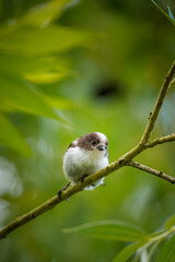 Focused Long-tailed Tit (Aegithalos caudatus) looking to the right, North Rhine-Westphalia, Germany