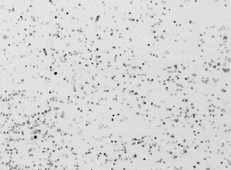 Black dot on white wall background