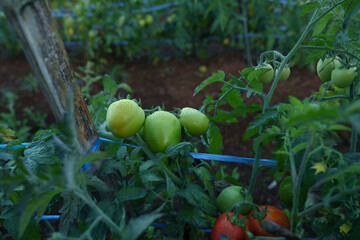 Fresh ripe red tomatoes and the tomato is not ripe yet hanging on the vine of a tomato tree in the garden.
