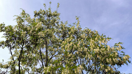 blooming white acacia tree in spring