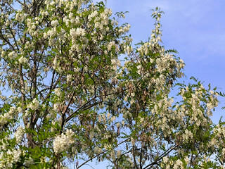 blooming white acacia tree in spring