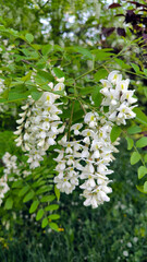 blooming white acacia tree in spring